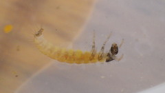 Glossosomatidae