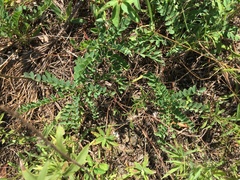 Astragalus soxmaniorum