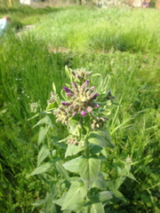 Hesperis pycnotricha
