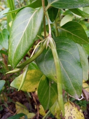 Vinca difformis
