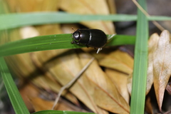 Dyscinetus morator