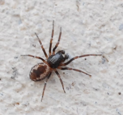 Dictyna uncinata