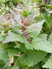Lamium maculatum