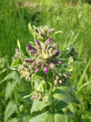 Hesperis pycnotricha