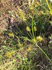 Cyperus hystricinus