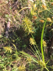 Cyperus hystricinus