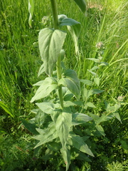 Hesperis pycnotricha