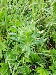 Chamaenerion angustifolium