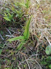 Dactylorhiza incarnata