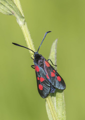 Zygaena trifolii