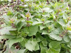 Lamium maculatum