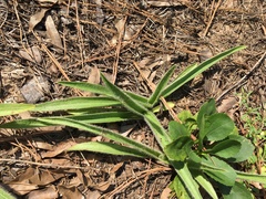 Tradescantia reverchonii