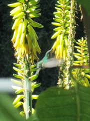 Cynanthus latirostris