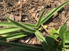 Tradescantia reverchonii