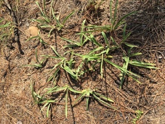 Tradescantia reverchonii