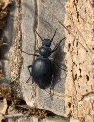 Tentyria rotundata orbicollis