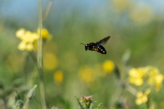 Andrena magna