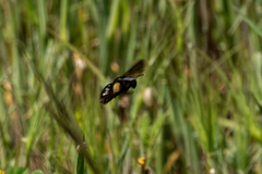 Andrena magna