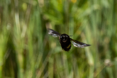 Andrena magna
