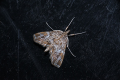 Paracymoriza vagalis