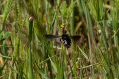 Andrena magna