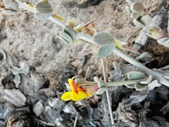 Acmispon distichus