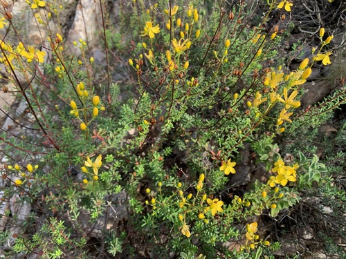 Hypericum empetrifolium (Hypericum empetrifolium)