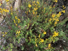 Hypericum empetrifolium
