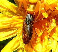 Dorycera