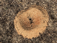 Pogonomyrmex comanche
