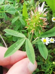 Trifolium squarrosum
