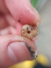 Trochulus striolatus