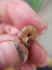 Trochulus striolatus