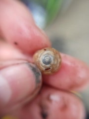 Trochulus striolatus