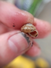 Trochulus striolatus