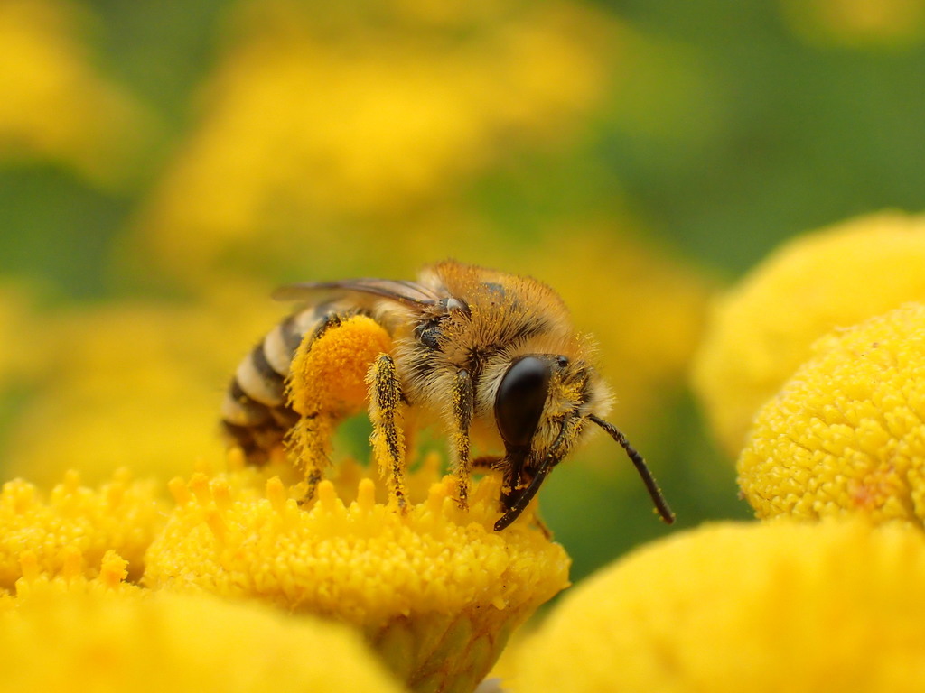 Davies' Cellophane Bee
