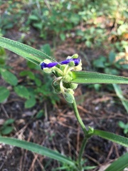 Tradescantia reverchonii