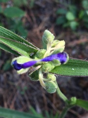 Tradescantia reverchonii