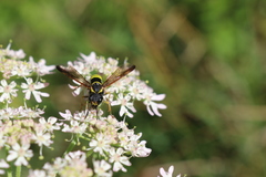 Tenthredo vespa