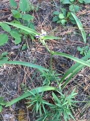 Tradescantia reverchonii