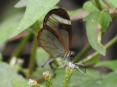 Pteronymia cotytto cotytto