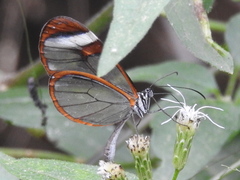 Pteronymia cotytto cotytto