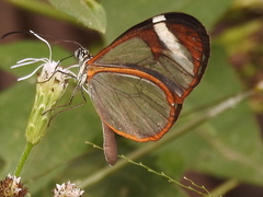 Pteronymia cotytto cotytto
