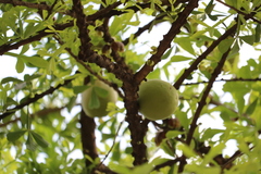 Crescentia alata