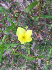 Oenothera heterophylla
