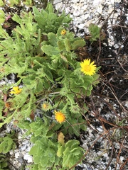 Rayjacksonia phyllocephala