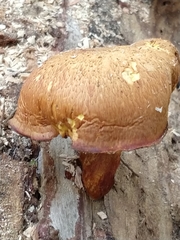 Gymnopilus junonius