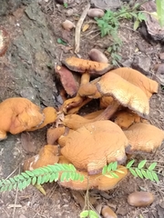 Gymnopilus junonius