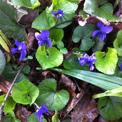 Viola odorata