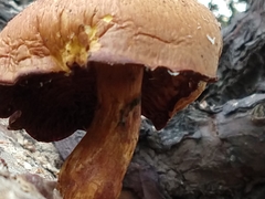 Gymnopilus junonius